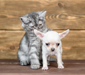 Young cat sitting with chihuahua puppy on wooden background