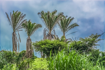 Fototapeta na wymiar View with typical tropical landscape, trees and other types of vegetation