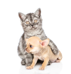 Kitten embracing tiny chihuahua puppy. Isolated on white background