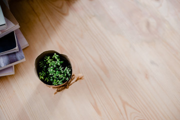 Several cactus standing on a table. Light background several objects top horizontal view.Scandinavian room interior decoration. Cute young succulent cactus