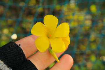 yellow flower in hand