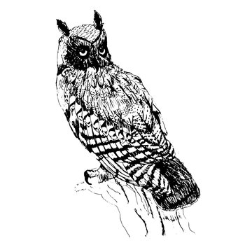 Owl. Vector hand drawn ink illustration. Isolated image. Sketch of artwork