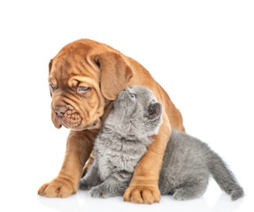 Kitten whispers a puppy in his ear secrets. isolated on white background