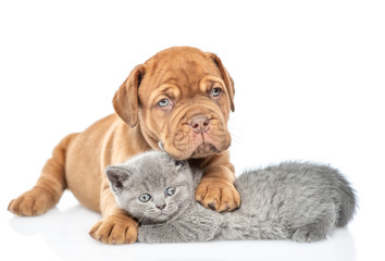 Cute mastiff puppy embracing kitten. isolated on white background