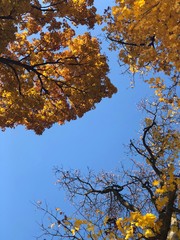 yellow tree in autumn