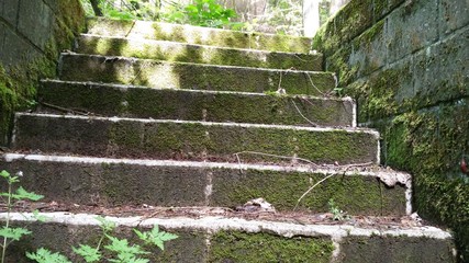 Stufen im Wald