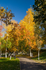 The avenue of beautiful autumn trees against the background of a blue palate.