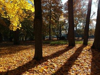 autumn in the park