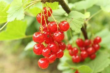 Reife rote Johannisbeeren am Strauch