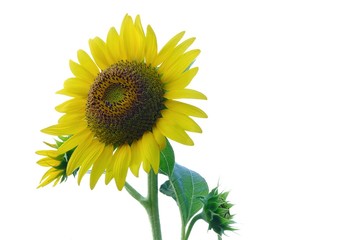 Obraz premium A single yellow sunflower with a green leaf on white isolated background 