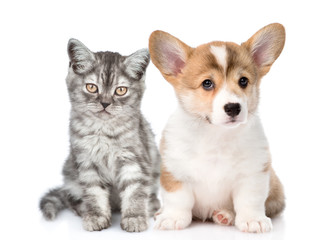 Corgi puppy with sad tabby kitten together. isolated on white background