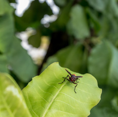 A small insect, bug caught on a green leaf