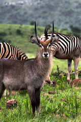A water-buck in a zebra herd