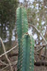 caterpillar on a leaf