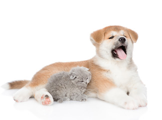 Yawning Akita inu puppy and cute kitten in side view together. isolated on white background