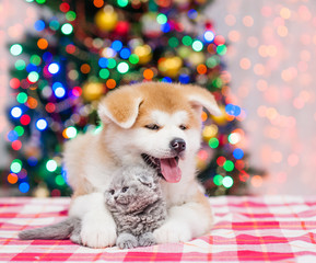 Fototapeta na wymiar Akita inu puppy embracing baby kitten with Christmas tree on a background