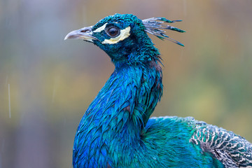 Fototapeta premium Pfau