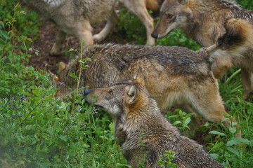 Naklejka premium parco nazionale d'abruzzo 2019