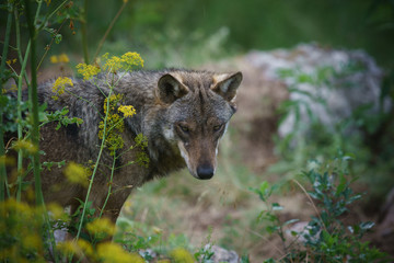 parco nazionale d'abruzzo 2019 © alex