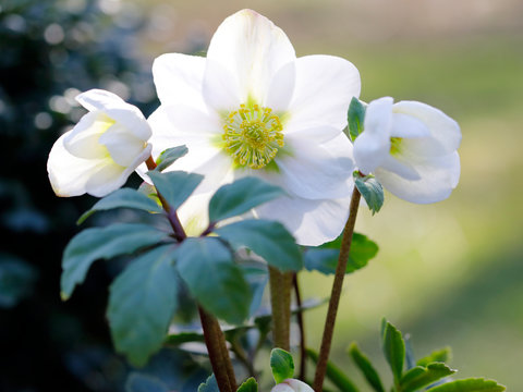 Schneerose