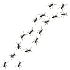 Ants path. Black line of worker ants isolated on white background. Vector illustration