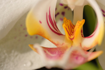 Fototapeta na wymiar White orchid flower close-up