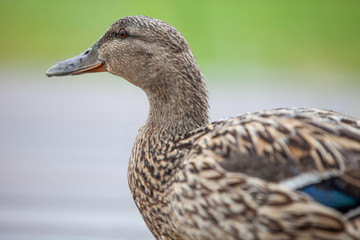 close up from a curious duck with depth of fields and juicy green background