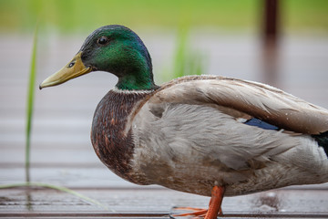 close up from curious duck with depth of fields on reflecting wet wood and green background
