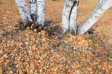 Silver birch in the wild
