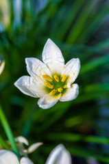 decorative white flower rain lily Zephyranthes grandiflora