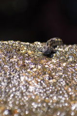 Jumper fish
