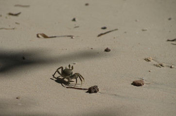Sand crab