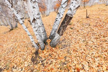 Silver birch in the wild