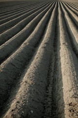 Global warming. Furrows on a field in the afternoon sun.They draw like a pattern to the horizon