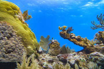 reef water dive
