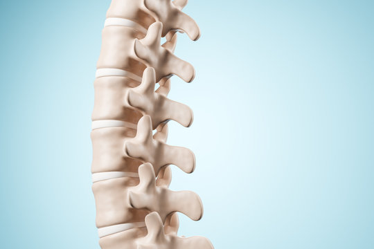 Realistic human spine illustration. Back view on the blue background. 3d render.