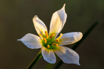 decorative white flower rain lily Zephyranthes grandiflora