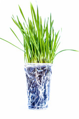 Wheatgrass isolated on white.Wheatgrass is the freshly sprouted first leaves of the common wheat plant, used as a food, drink, or dietary supplement.