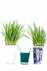 Wheatgrass and its extract/juice isolated on white.Wheatgrass is the freshly sprouted first leaves of the common wheat plant, used as a food, drink, or dietary supplement.