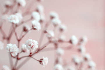 Flowers in pink toning. Macro. Gypsophila in soft pink light for design. Flowers in spring and summer.