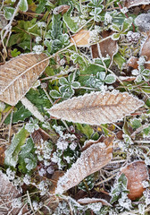 gefrorene Blätter