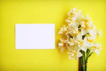 Yellow white daffodil, narcissus, jonquil flower close up on bright yellow background with a lot of copy space for text. Blank template for Mother's day, March 8 women's day, Valentine greeting card.