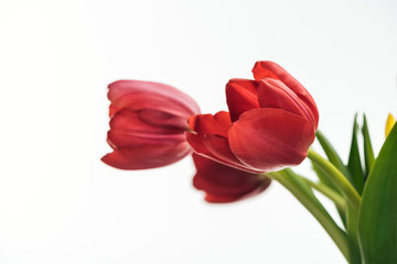Fototapeta premium selective focus of red tulip flowers isolated on white