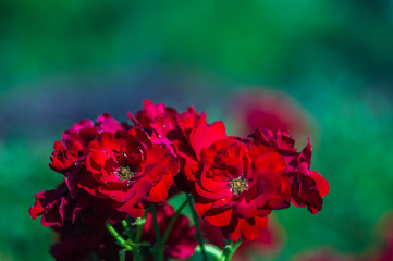 Obraz premium Red Rose flower. Nature. close up, selective focus