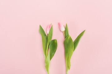 Fototapeta na wymiar top view of two spring tulips isolated on pink
