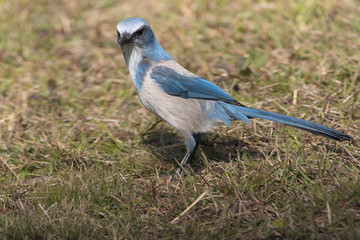 Endangered Florida Scrub Jays near Canaveral National Seashore