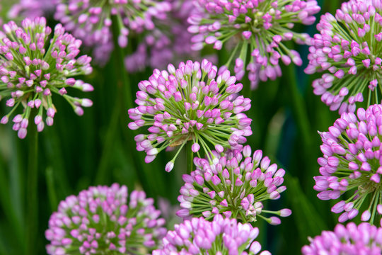 Allium (Millenium)