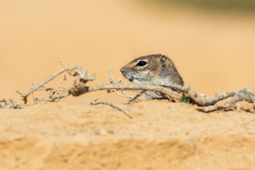  Barbary ground squirrel