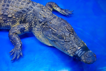 Chinese alligator head