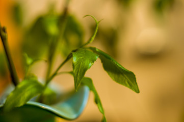 Willow branches with fresh green leaves in a vase